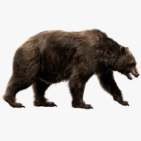 Bear (Fur) (Rigged) 3D model